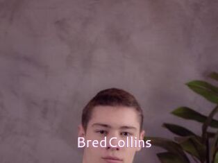 BredCollins