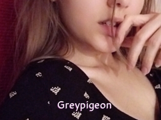 Greypigeon