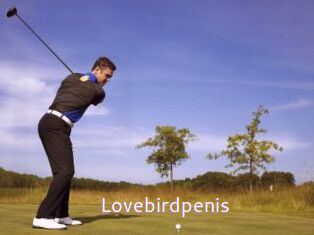 Lovebirdpenis